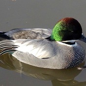 Falcated Duck